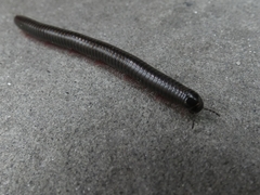 Pachyiulus oenologus