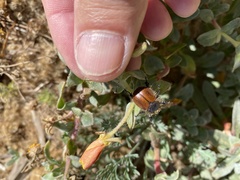 Paracotalpa