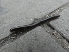 Pachyiulus oenologus