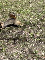 Sciurus niger