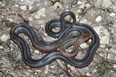 Pantherophis bairdi