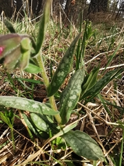 Pulmonaria saccharata