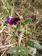 Pulmonaria saccharata