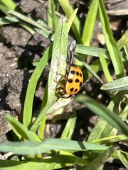 Harmonia axyridis