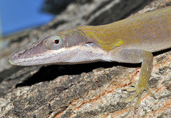 Anolis