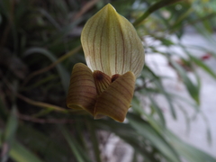 Maxillaria egertoniana