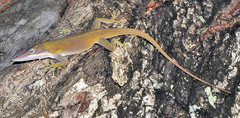 Anolis