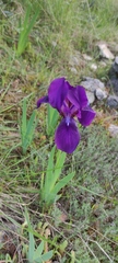 Iris lutescens