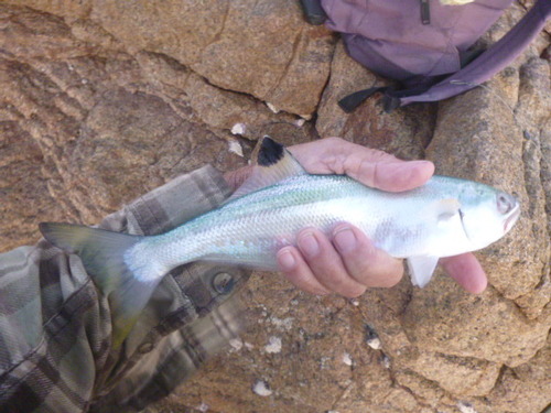 Beach salmon (Leptobrama muelleri) — Leptobramidae — 4