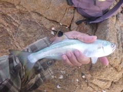 Steelback photo 5