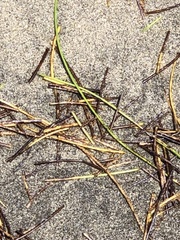 Syringodium filiforme