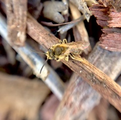 Andrena