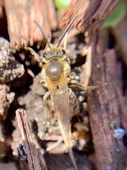 Andrena