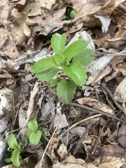 Veronica officinalis