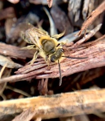 Andrena