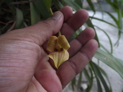 Maxillaria egertoniana