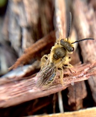 Andrena
