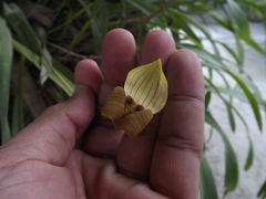 Maxillaria egertoniana
