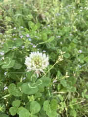 Trifolium repens