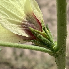 Hibiscus nigricaulis image