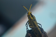 Taeniopoda citricornis