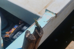 Taeniopoda citricornis