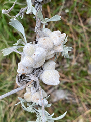 Rhopalomyia nucula