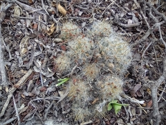 Mammillaria prolifera