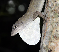 Anolis homolechis
