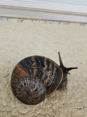 Cornu aspersum