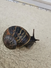 Cornu aspersum