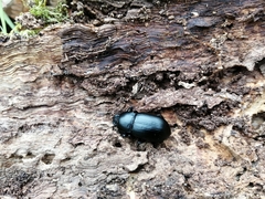 Coelometopus clypeatus