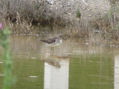 Tringa glareola