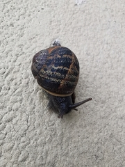 Cornu aspersum