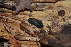 Armadillidium opacum