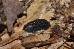 Armadillidium opacum