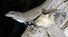 Anolis homolechis