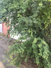 Vachellia farnesiana