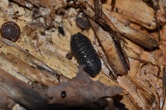 Armadillidium opacum