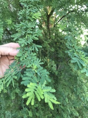 Vachellia farnesiana