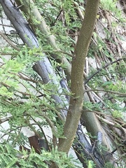 Vachellia farnesiana