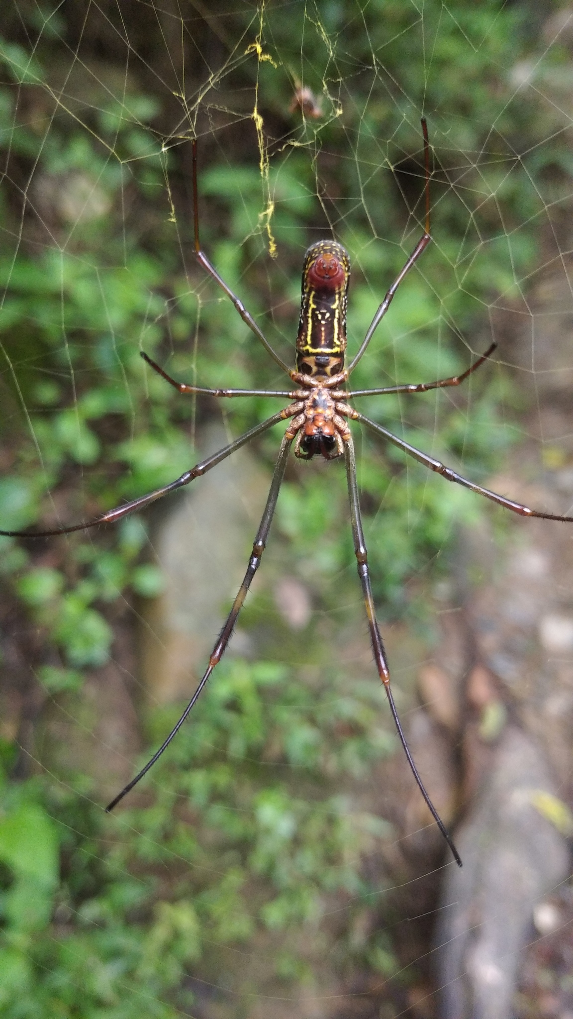 Araneidae image