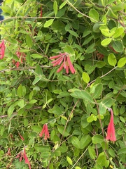 Lonicera sempervirens