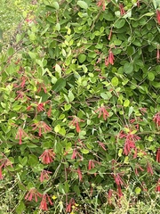 Lonicera sempervirens