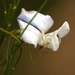 Psoralea sp18 - Photo 由 Tony Rebelo 所上傳的 (c) Tony Rebelo，保留部份權利CC BY-SA