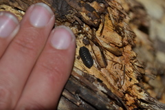 Armadillidium opacum