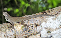 Anolis homolechis
