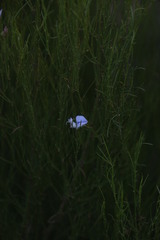 Psoralea sp18