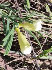 Anemopaegma