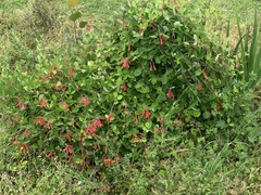Lonicera sempervirens